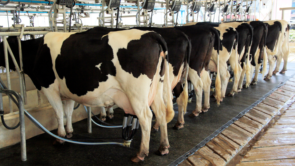 Dairy production
