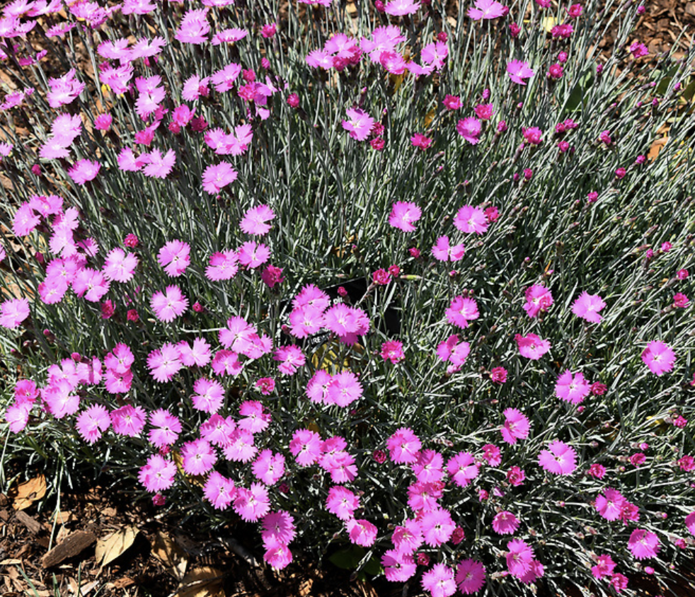 Dianthus plants have many small flowers. The firewitch cultivar has hot pink blooms.