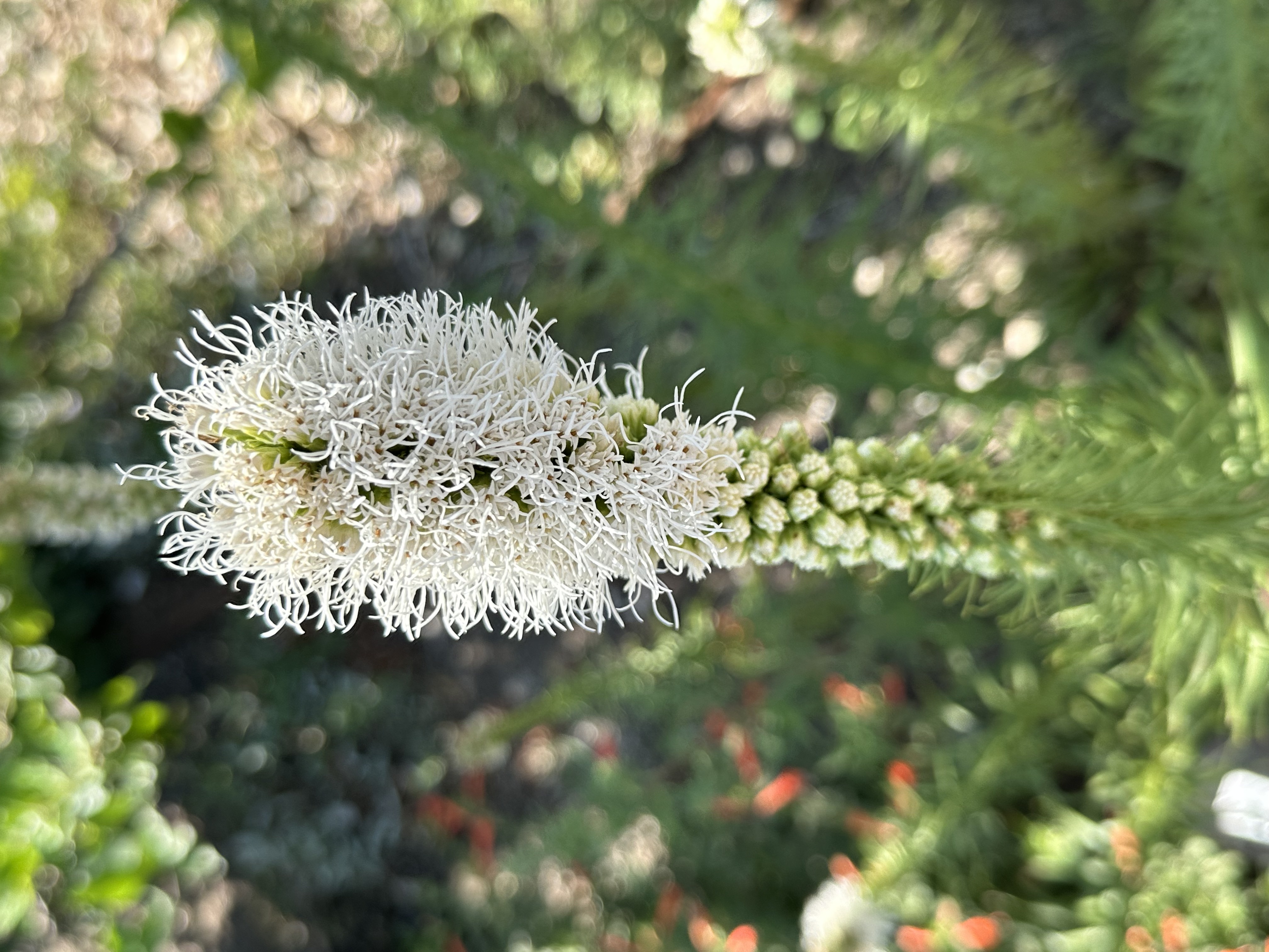 Liatrus have tall stems with spiky flowers at the end. 