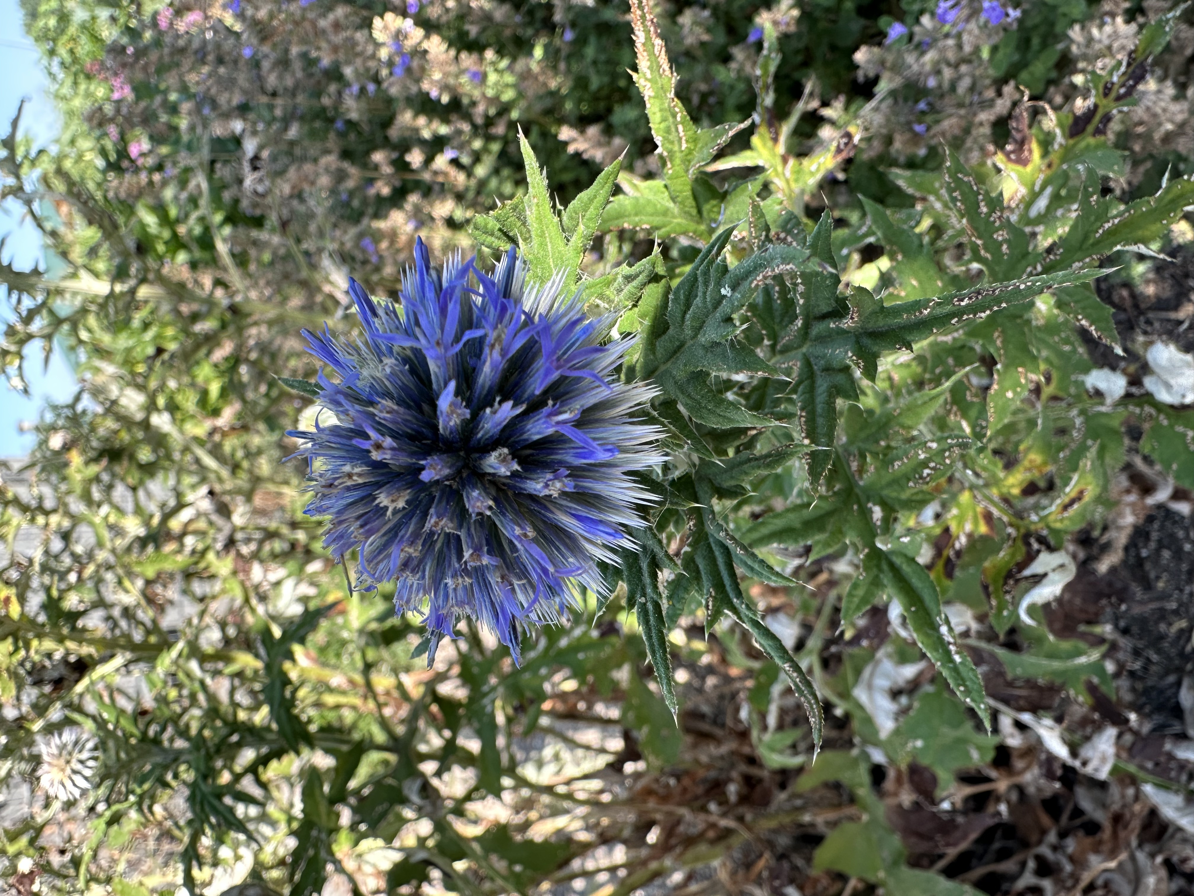 Globe Thistle plants have light blue, spherical, spiky blooms.