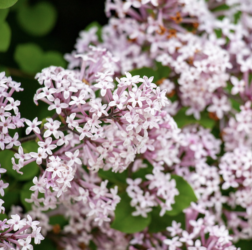 Dwarf Korean Lilac bushes have many cone-shaped clusters of tiny purple flowers.