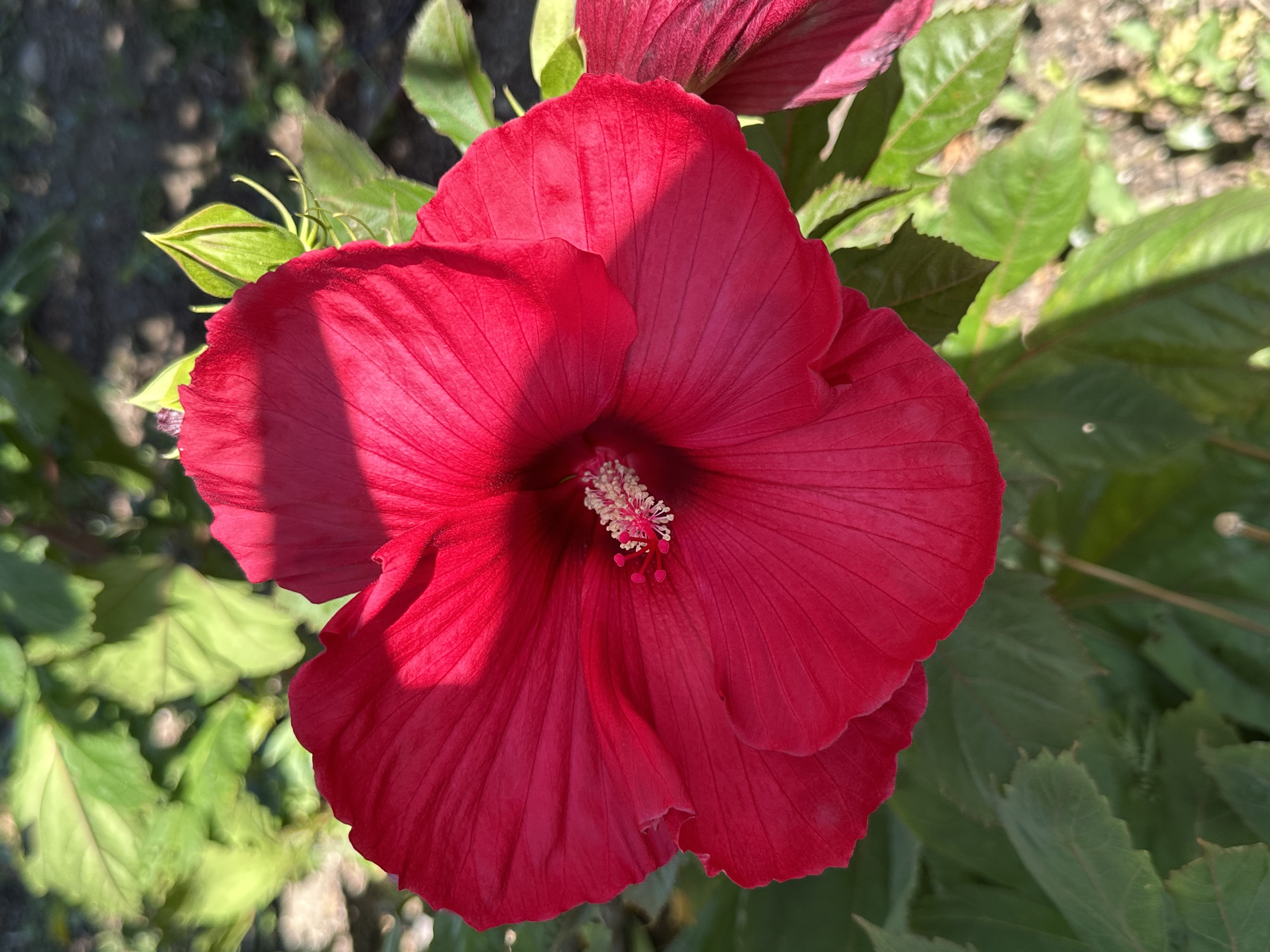 Moulin Rouge Hibiscus have large, deep red flowers.