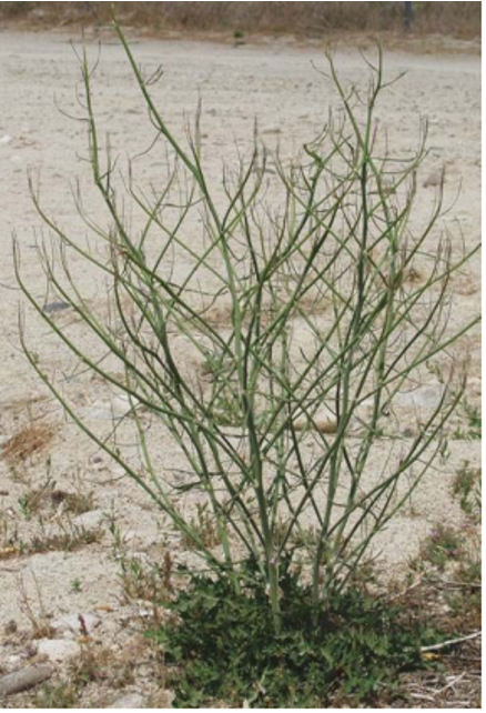Noxious Weed