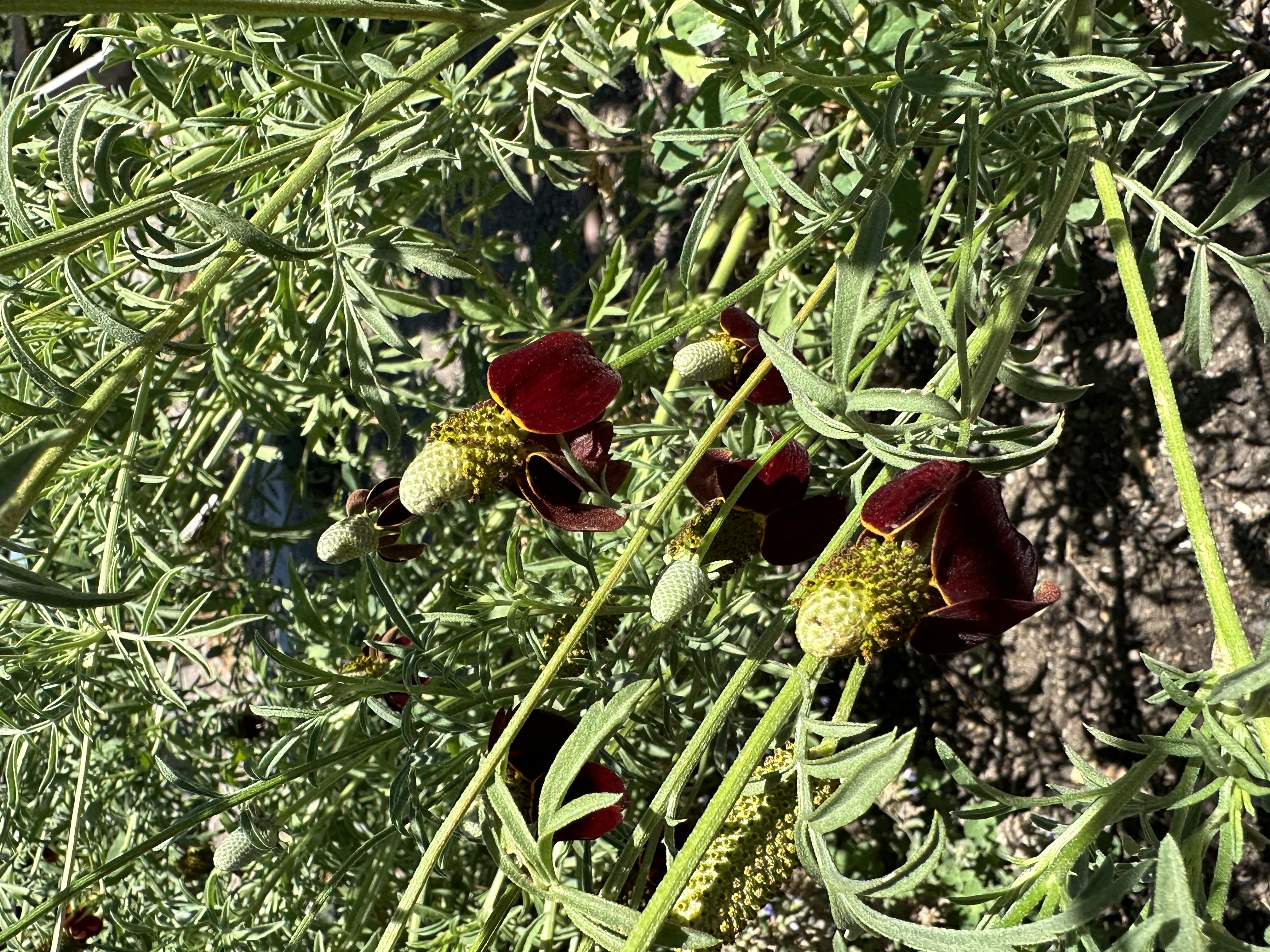Red Mexican Hats have long stems with red petals surrounding a cone-shaped center