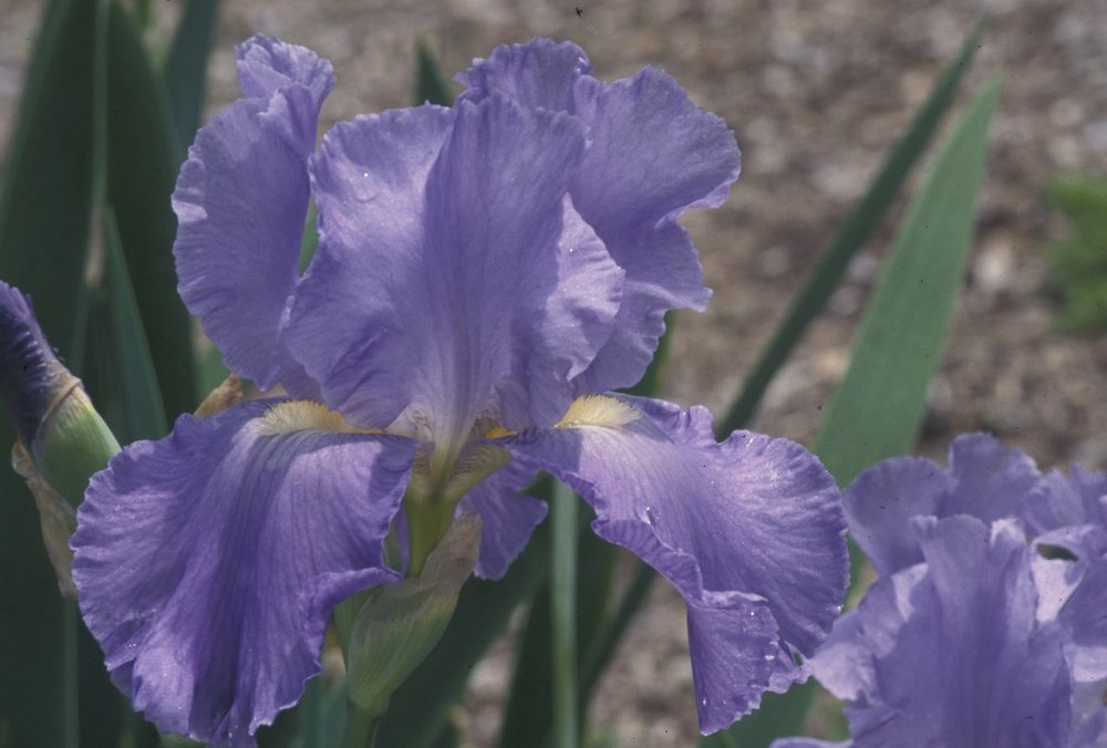 The Lavender Bounty Siberian Iris has light purple petals.