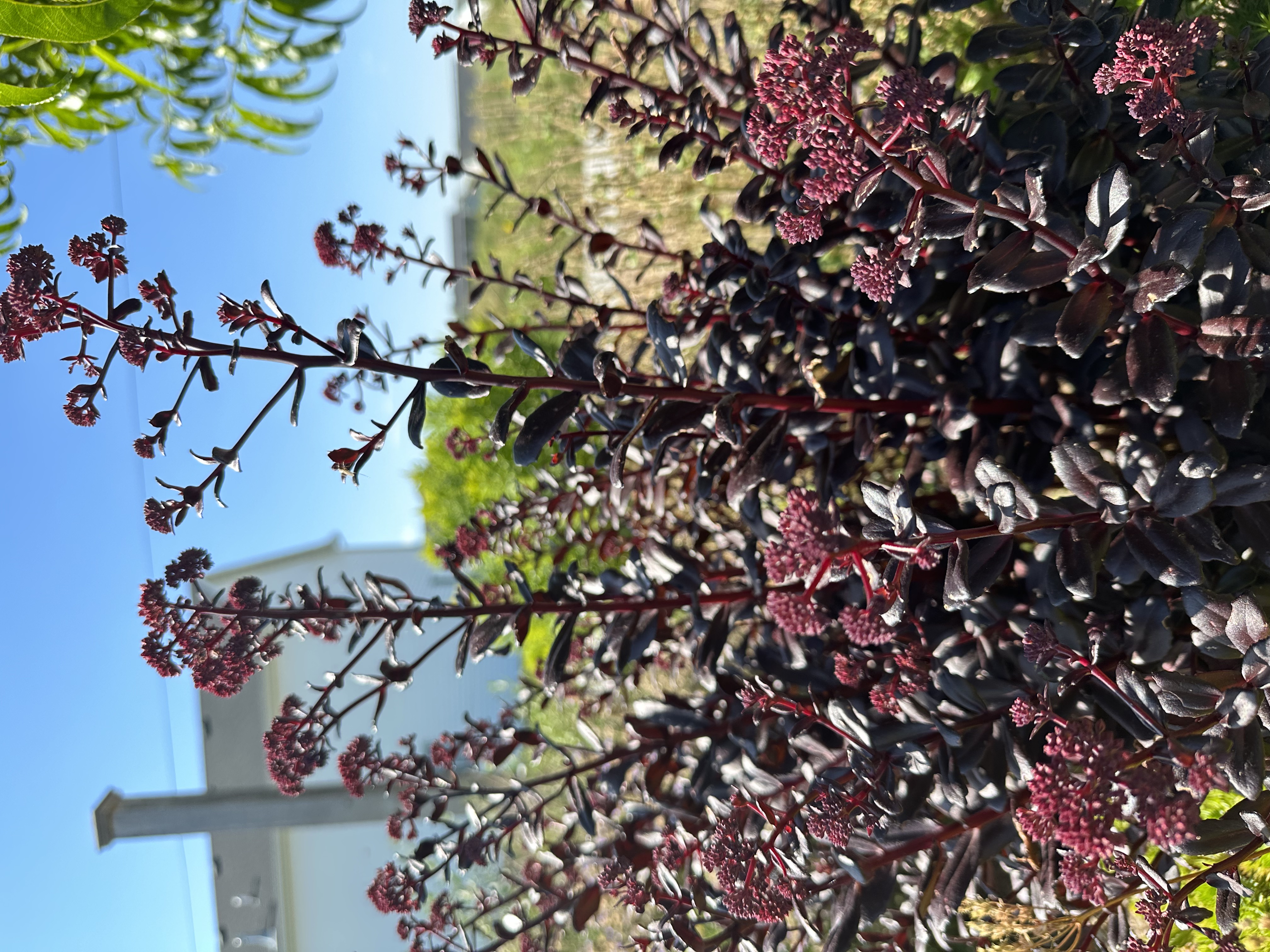 Touchdown Stonecrop has dark, glossy leaves with clusters of red blooms.