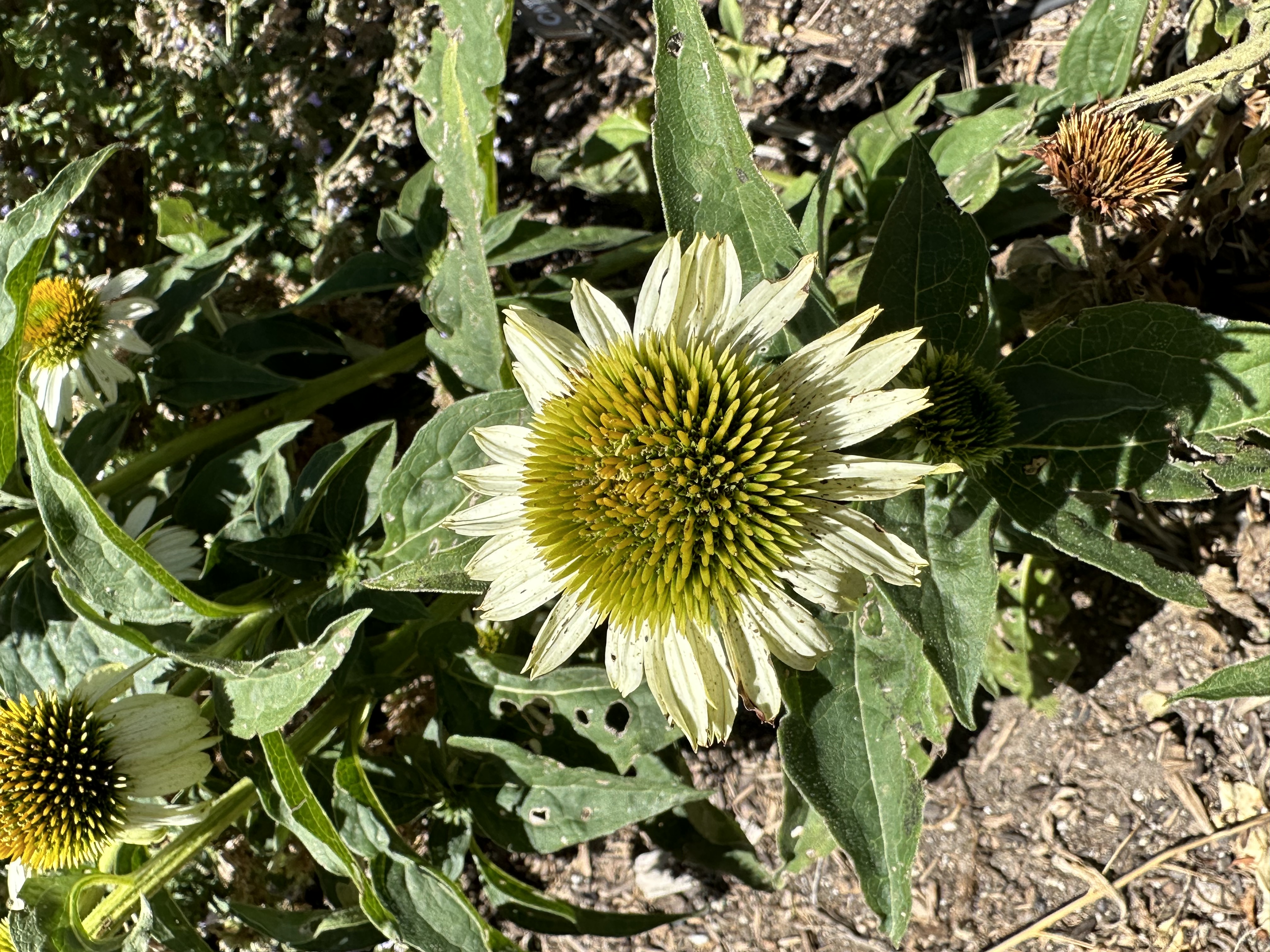 White Coneflower have white petals surrounding a spiky center.