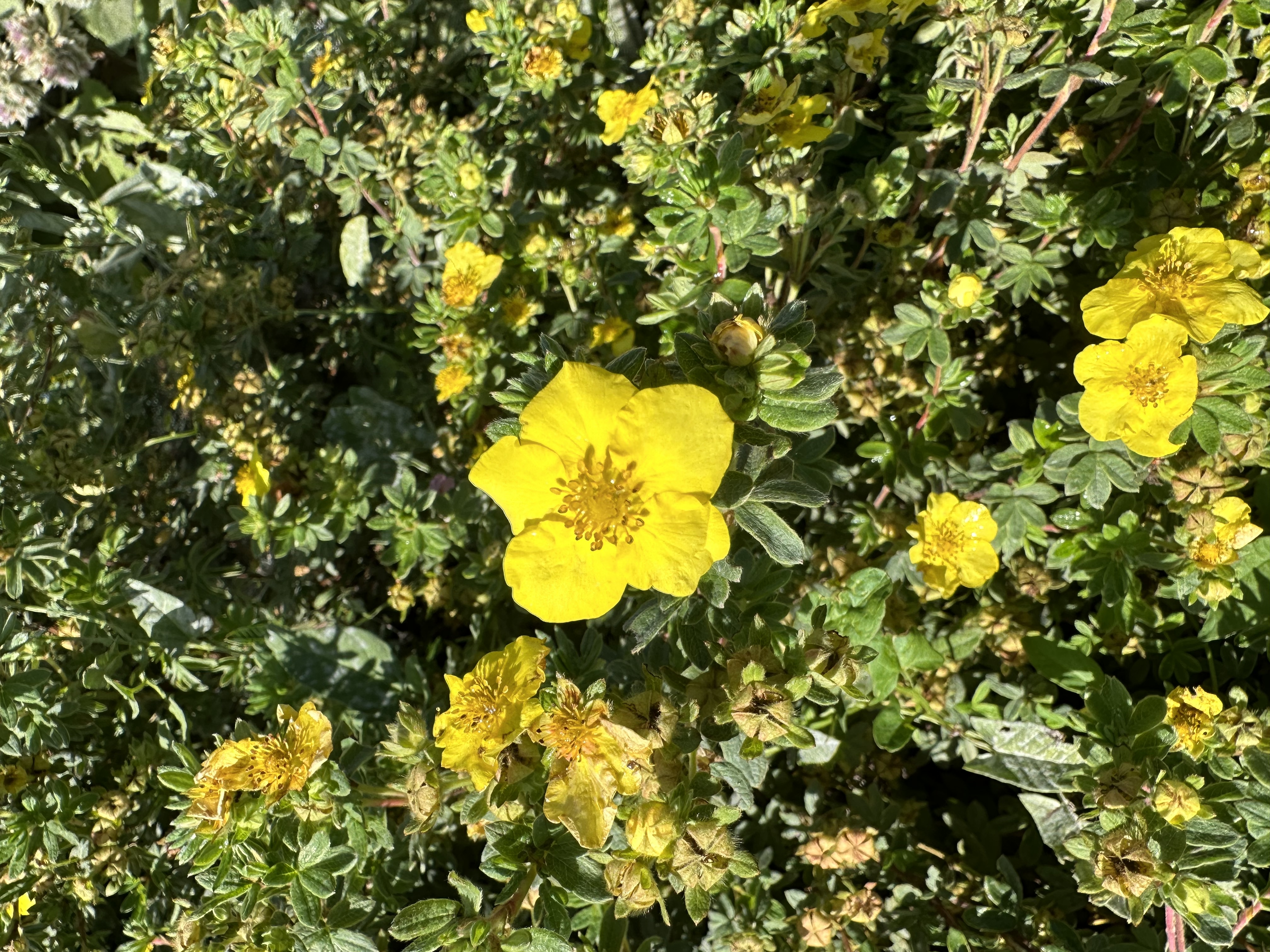 Yellow Gem Potentilla has bright yellow flowers and small, dark green leaves.