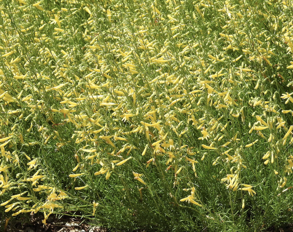 Mersea Yellow Penstemon have long stems with many yellow, tube-shaped flowers.