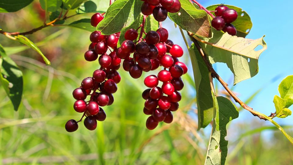Red chokecherries growing on a tree