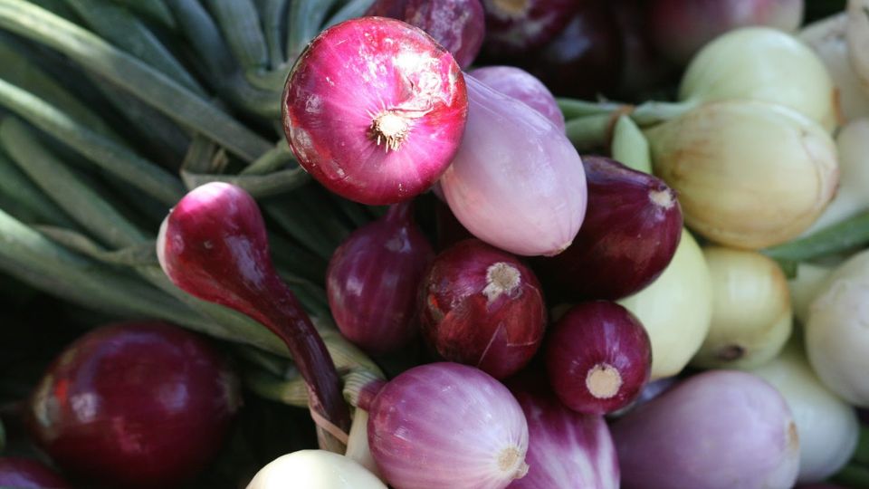 Exploring Biostimulant Efficacy for Onion Cultivation Under Limited Water and Nitrogen in Utah