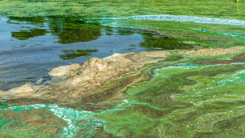 A body of water iwth brown and green scum floating at the surface.
