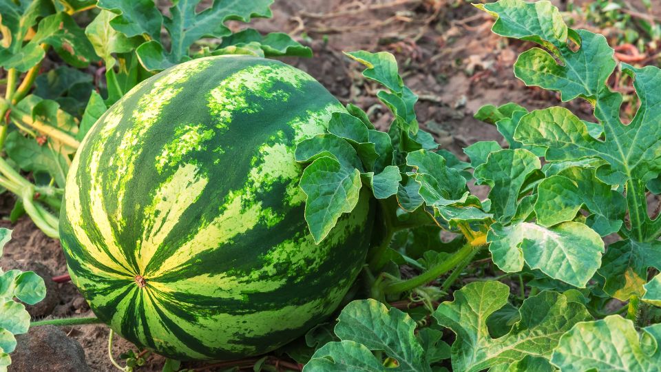Biostimulant Applications in Watermelon Production