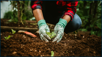 Planting Lettuce