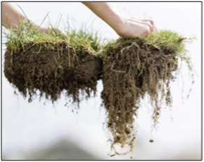 Roots of Kentucky bluegrass
