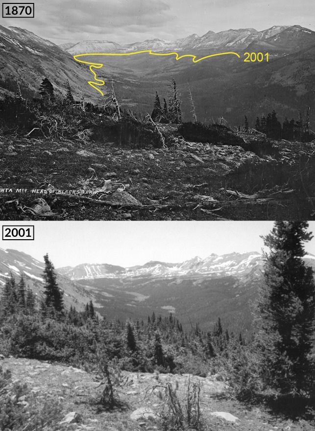 Comparing repeat photographs from 1870 and 2001 of the Little East Fork Blacks Fork in the Uinta Mountains show that the tree line is shifting up the mountainside.