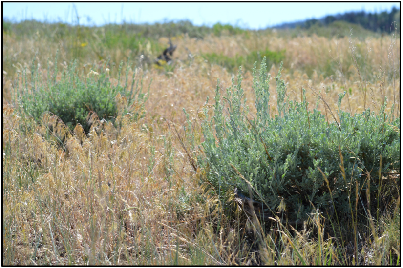 Sagebrush shrubs invaded by highly flammable Cheatgrass