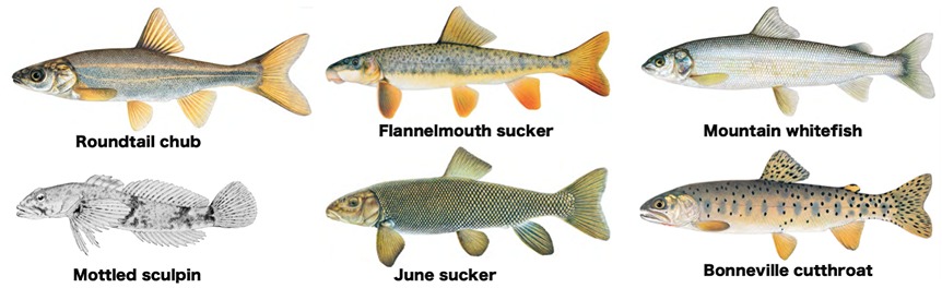 Examples of fish native to Utah