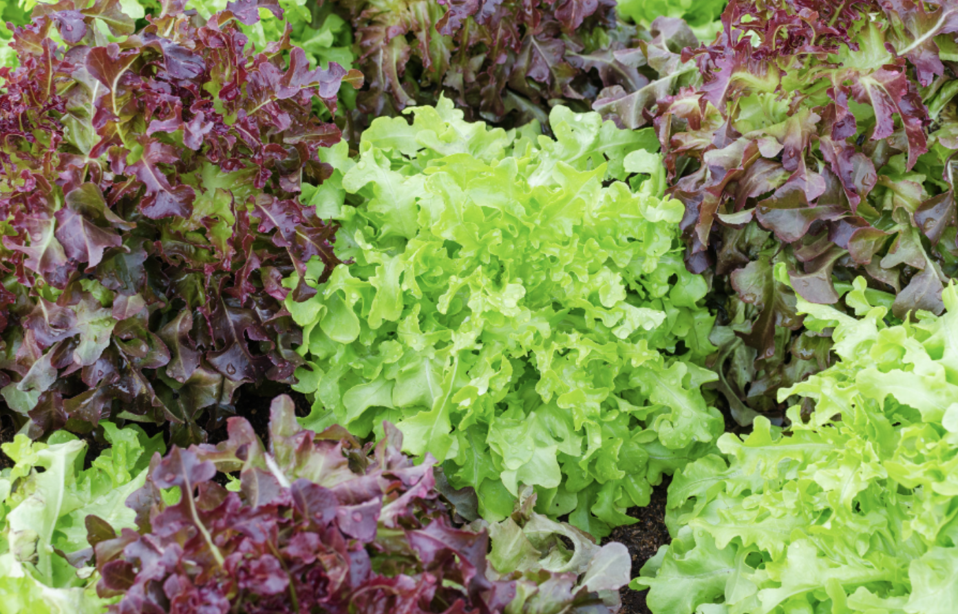 Add Color to Your Plate with Red Leaf Vegetables: Red Leaf Lettuce
