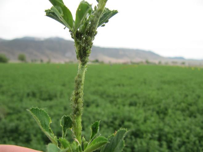 Blue alfalfa aphid damage in Utah. Blue aphids and weevil are common pests that can develop resistance.