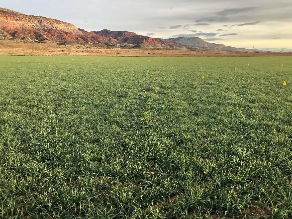 Small grain forage after alfalfa near Richfield, Utah