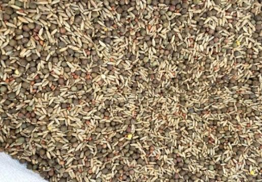 cover crop seed mix