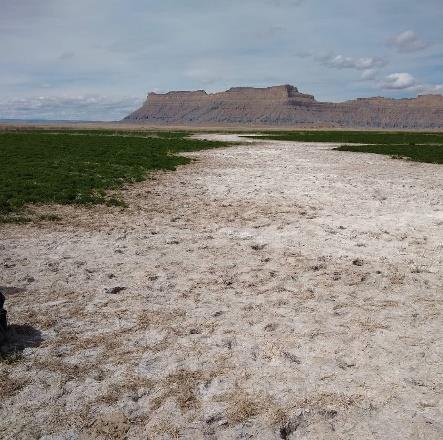 Saline soil swell in Emery County, Utah