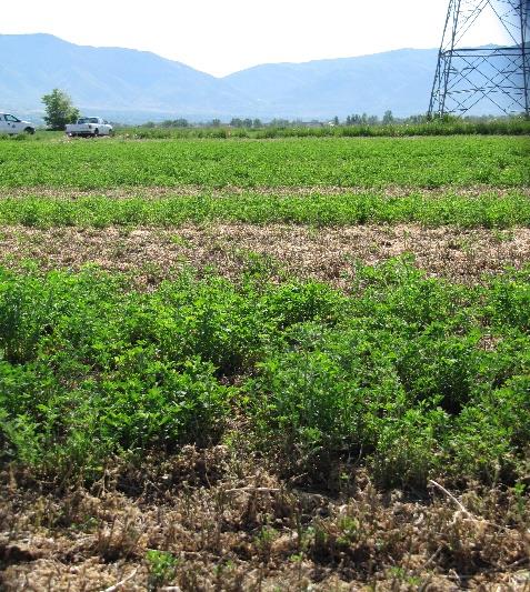 Alfalfa field in Farr West, Utah with stem nematode damage.