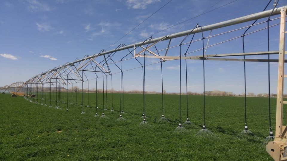 Irrigated alfalfa
