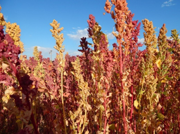 Field of quinoa reds and yellow