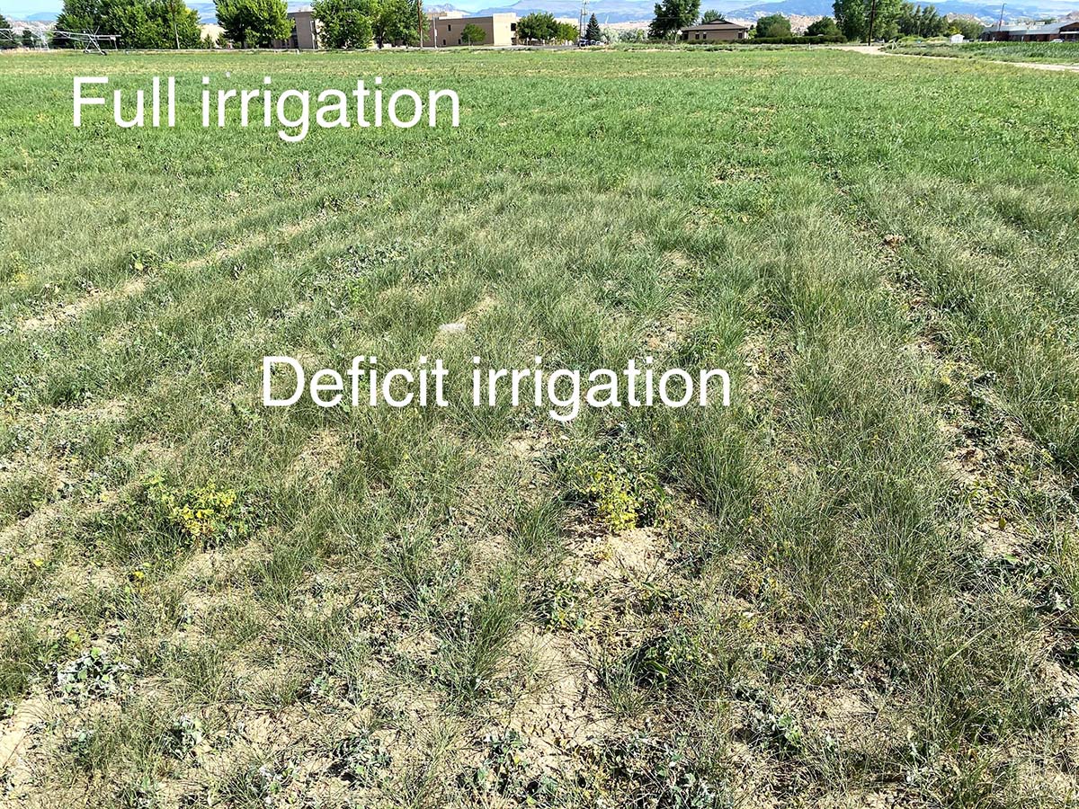 Full and deficit irrigation teff research plots at the USU Vernal Farm.