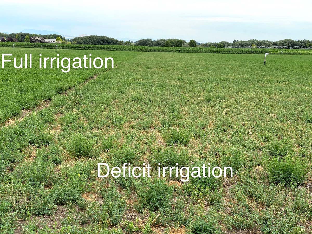 Full and deficit irrigation alfalfa research plots at the USU Wellsville Farm.