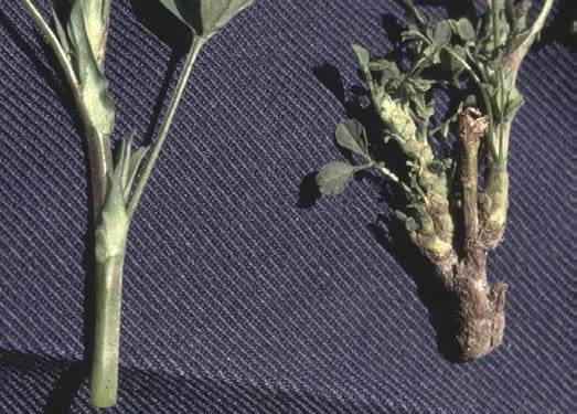 Normal internodes with no swelling of nodes on healthy stem (left) compared with shortened internodes and swollen nodes on ASN infected stem (right). Photo courtesy Dr. S.V. Thomson.