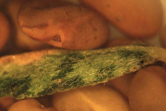 Dried, but still living nematodes on the surface of leaf debris in a sample of “brown bag” alfalfa seed.