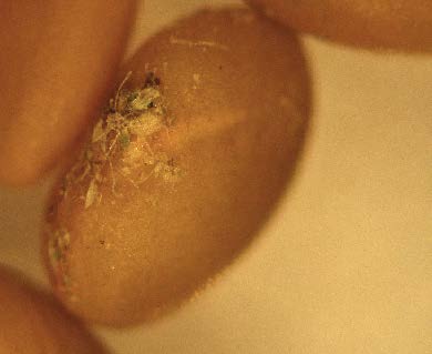 Hair-like, dried nematodes (still living) on the surface of this alfalfa seed from a “brown bag” source of seed.