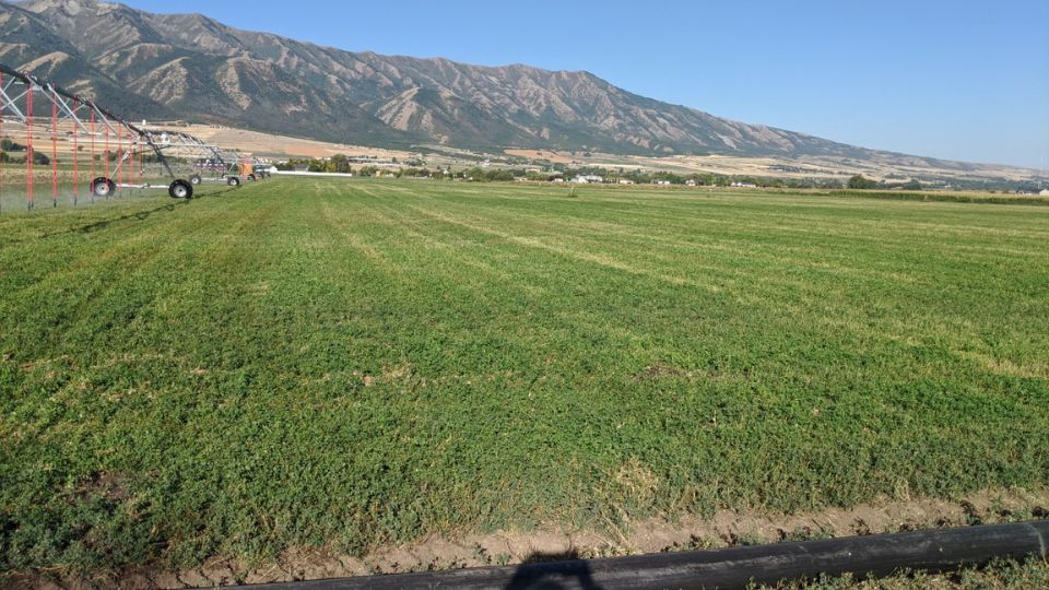 Drought Tolerance Guide for Alfalfa in Utah