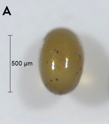Alfalfa weevil eggs are laid inside a stem