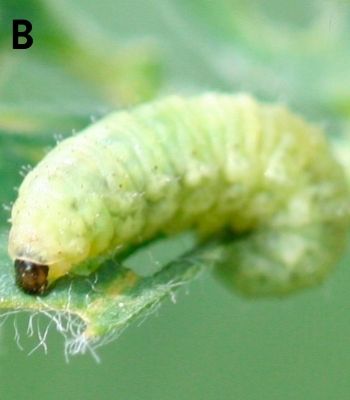 Eggs hatch and larvae feed on alfalfa leaves until they are mature enough to pupate