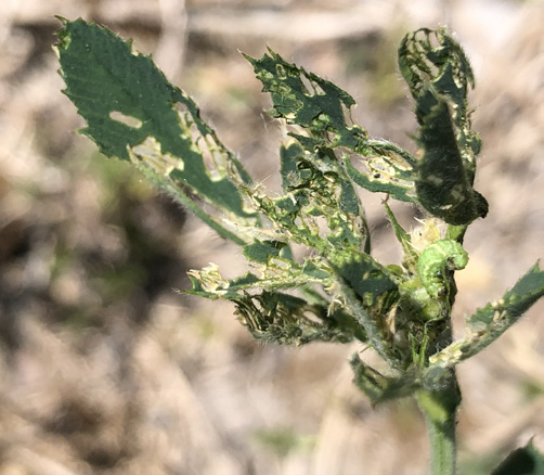Severe leaf damage from late-stage weevil larva