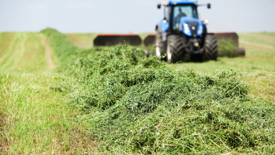 Ten Reasons Why Alfalfa is Highly Suitable for the West