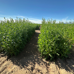 alternative crops for Cache Valley