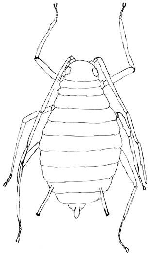 Top view of aphid body