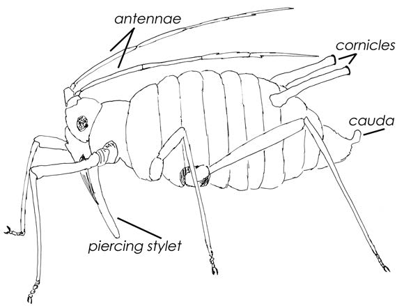 Side view of aphid body