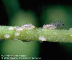 spotted alfalfa aphid colony