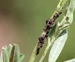 Cowpea aphid colony.