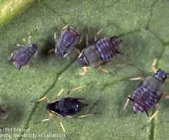  Cowpea aphid adult (black) and nymphs (grey)
