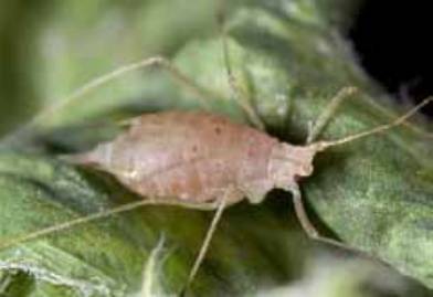 Pea aphid adult with pink body color variation