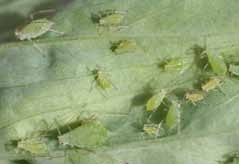 Pea aphid colony with green body color variation