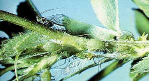  Blue alfalfa aphid colony