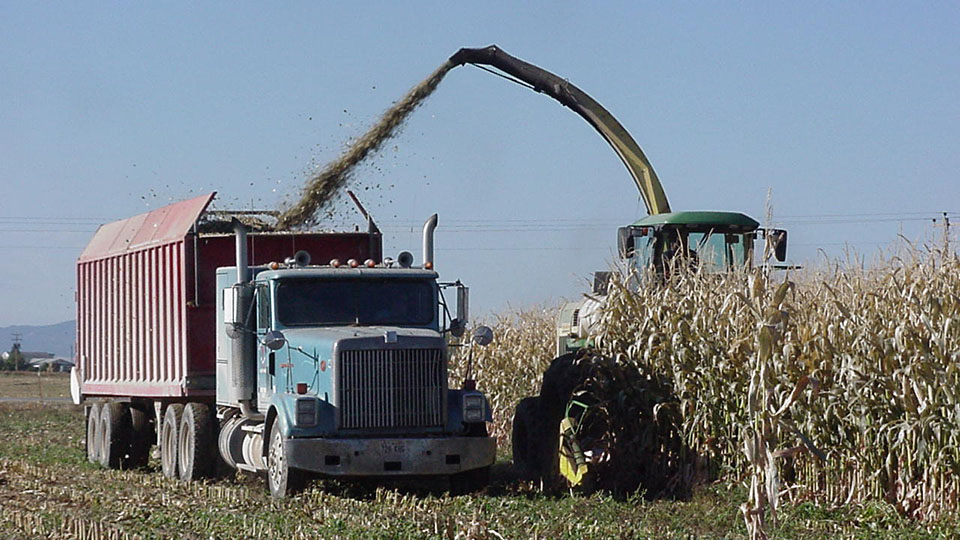 Corn chopper loading into large truck